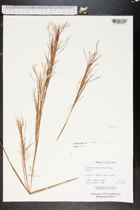 Andropogon brachystachyus image