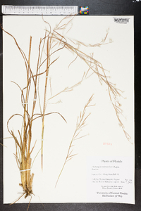 Andropogon brachystachyus image