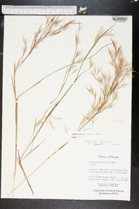 Andropogon brachystachyus image