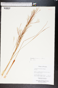 Andropogon brachystachyus image