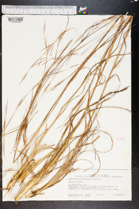 Andropogon brachystachyus image