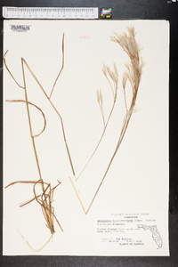 Andropogon brachystachyus image