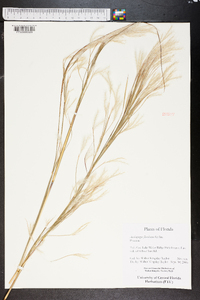 Andropogon floridanus image