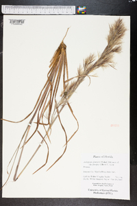 Andropogon glomeratus image