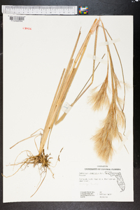 Andropogon glomeratus image