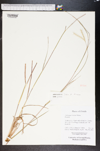 Andropogon ternarius image