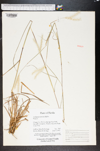 Andropogon ternarius image