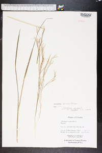 Andropogon ternarius image