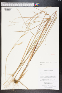 Aristida lanosa image