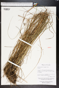 Aristida palustris image