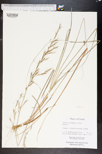 Aristida lanosa image