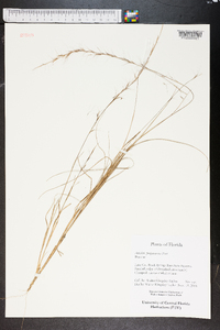 Aristida purpurascens image