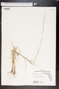 Aristida purpurascens image