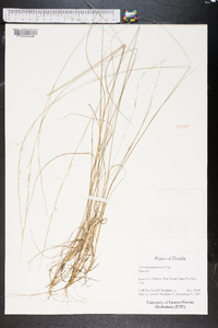 Aristida purpurascens image