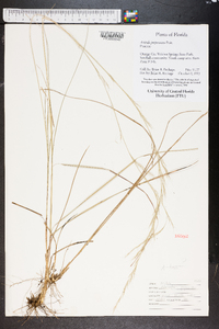 Aristida purpurascens image