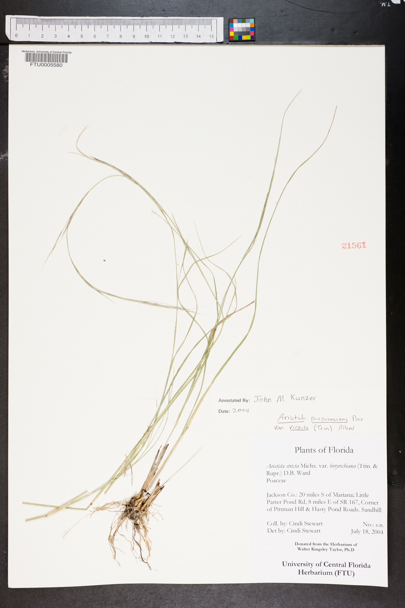 Aristida purpurascens var. virgata image