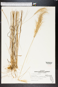 Aristida spiciformis image