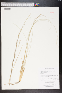 Aristida stricta image