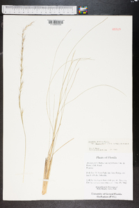 Aristida stricta image