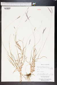 Bothriochloa ischaemum var. songarica image