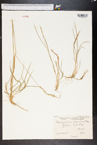 Brachypodium pinnatum image