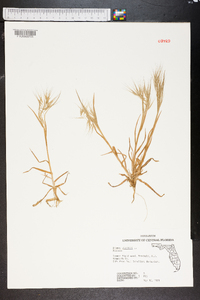 Bromus sterilis image