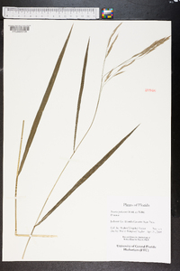 Bromus pubescens image