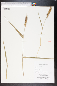 Cenchrus echinatus image