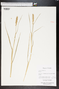 Cenchrus spinifex image