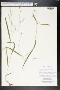 Chasmanthium nitidum image