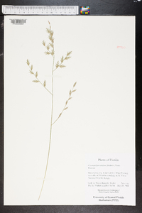 Chasmanthium nitidum image