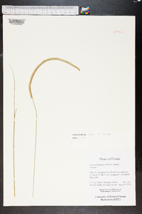 Ctenium floridanum image