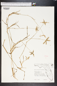 Dactyloctenium aegyptium image