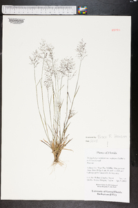 Dichanthelium ensifolium image