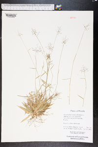 Dichanthelium ensifolium image