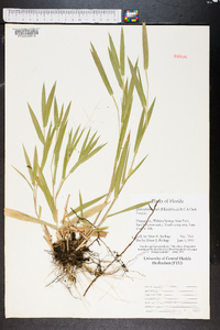 Dichanthelium ovale image
