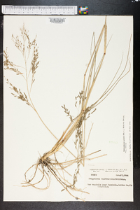 Eragrostis nutans image