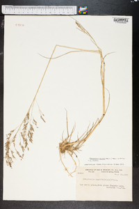 Eragrostis nutans image