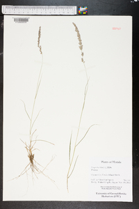 Eragrostis ciliaris image