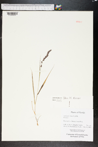 Eragrostis ciliaris image