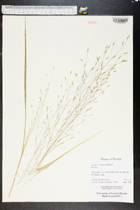 Eragrostis elliottii image