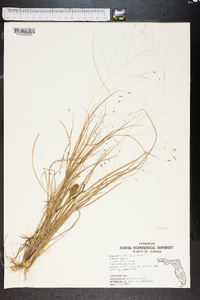 Eragrostis elliottii image