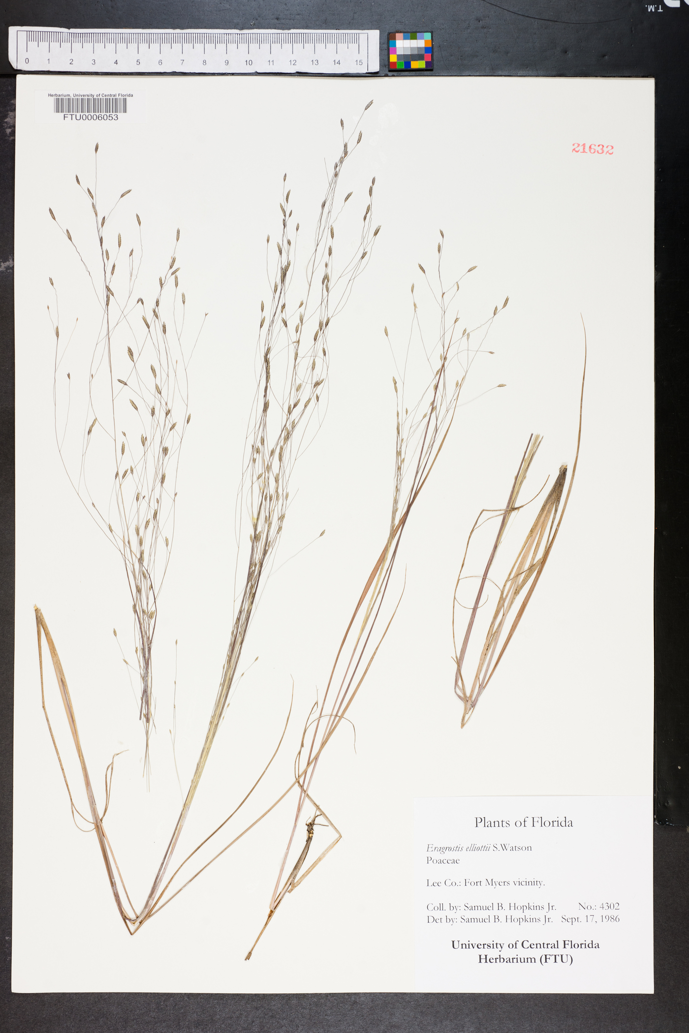 Eragrostis elliottii image