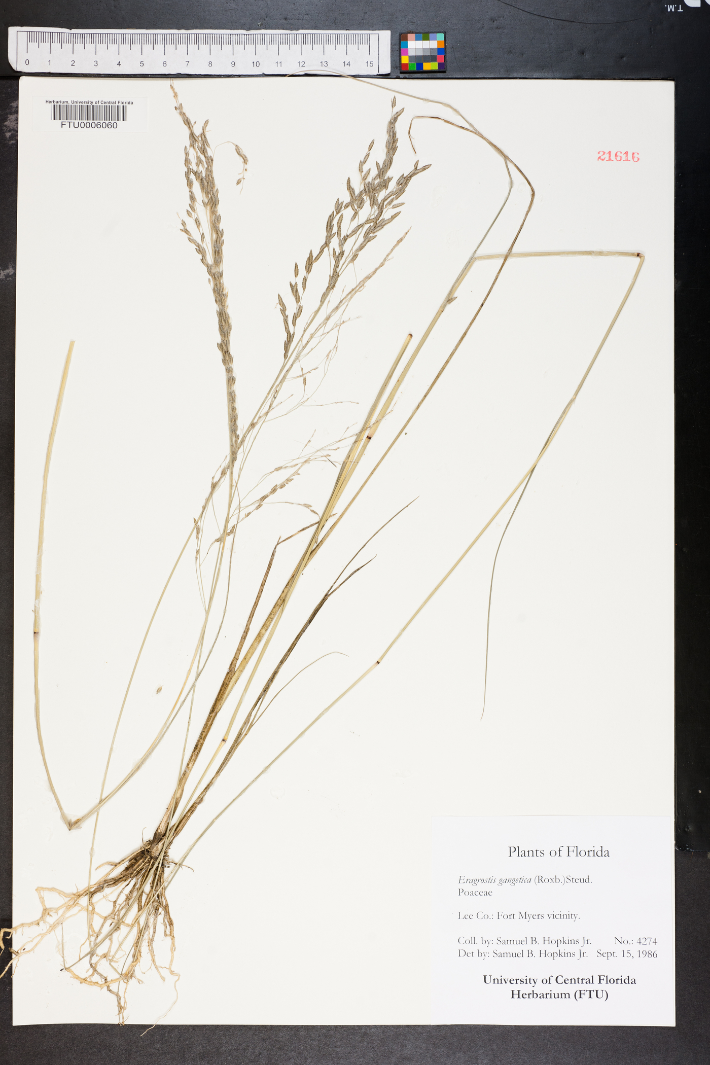 Eragrostis gangetica image