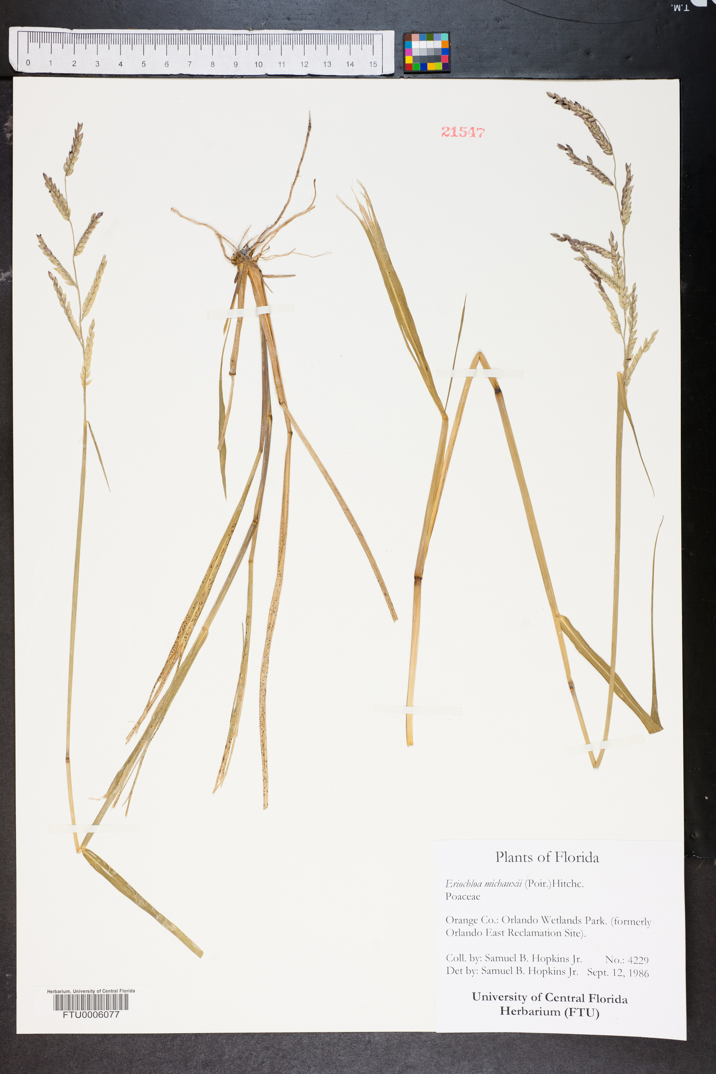 Eriochloa michauxii image