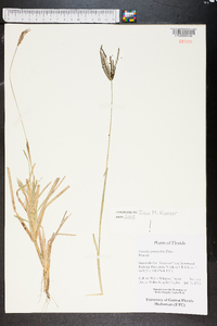 Eustachys petraea image