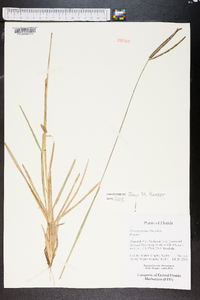 Eustachys petraea image