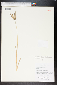 Eustachys petraea image