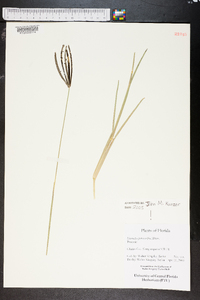 Eustachys petraea image