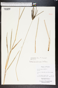 Eustachys petraea image